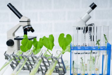 Genetik olarak modifiye edilmiş bitki test edildi. Ekoloji laboratuvarında yeni bitki yetiştirme yöntemleri araştırılıyor..