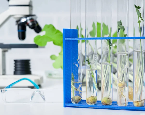 Genetisch Gemodificeerde Plant Getest Ecologie Laboratorium Verkennen Van Nieuwe Methoden — Stockfoto