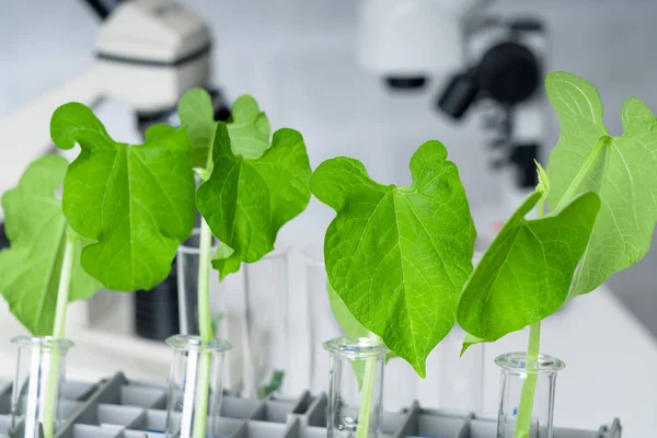 Genetically Modified Plant Tested Ecology Laboratory Exploring New Methods Plant — Stock Photo, Image