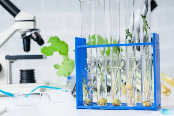Genetiskt Modifierad Växt Testad Ekologiskt Laboratorium Utforskar Nya Metoder För — Stockfoto