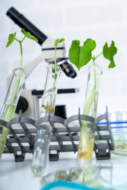 Genetik olarak modifiye edilmiş bitki test edildi. Ekoloji laboratuvarında yeni bitki yetiştirme yöntemleri araştırılıyor.
