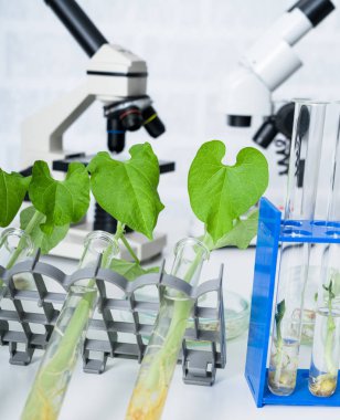 Genetik olarak modifiye edilmiş bitki test edildi. Ekoloji laboratuvarında yeni bitki yetiştirme yöntemleri araştırılıyor..