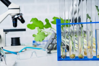Genetik olarak modifiye edilmiş bitki test edildi. Ekoloji laboratuvarında yeni bitki yetiştirme yöntemleri araştırılıyor..
