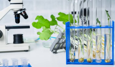 Genetik olarak modifiye edilmiş bitki test edildi. Ekoloji laboratuvarında yeni bitki yetiştirme yöntemleri araştırılıyor..