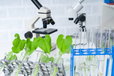 Genetik olarak modifiye edilmiş bitki test edildi. Ekoloji laboratuvarında yeni bitki yetiştirme yöntemleri araştırılıyor..