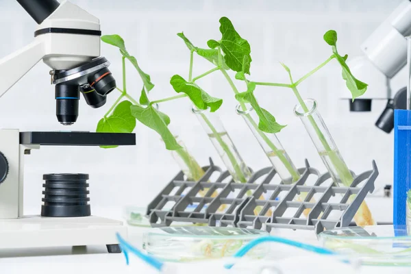 Planta Geneticamente Modificada Testada Laboratório Ecologia Explorando Novos Métodos Melhoramento — Fotografia de Stock