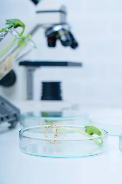 Gentechnisch Veränderte Pflanze Getestet Ökologisches Labor Erforscht Neue Methoden Der — Stockfoto