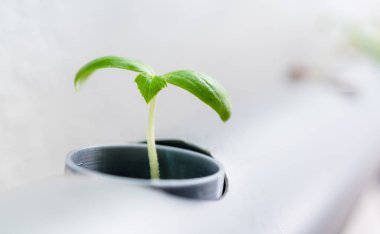 Suda bitki yetiştirme yöntemi. Sebzeler suda bitki yetiştirme çiftliği