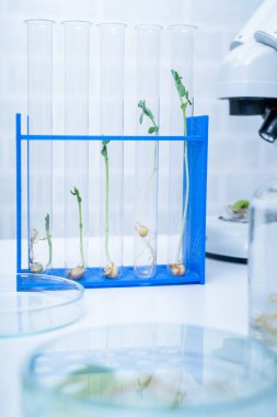 Bitki ıslahı yeni yöntemler keşfetmek ekoloji Laboratuvarı