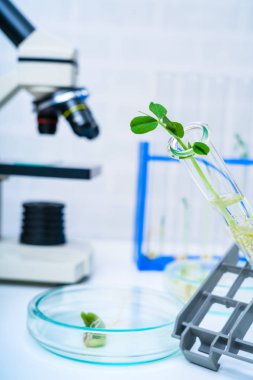 Bitki ıslahı yeni yöntemler keşfetmek ekoloji Laboratuvarı