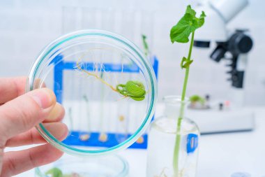 Bitki ıslahı yeni yöntemler keşfetmek ekoloji Laboratuvarı