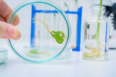 Bitki ıslahı yeni yöntemler keşfetmek ekoloji Laboratuvarı