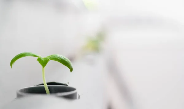 Hydroponics method of growing plants.Vegetables hydroponics farm