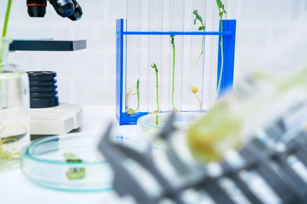 Ecologie laboratorium verkennen van nieuwe methoden van de plantenveredeling — Stockfoto