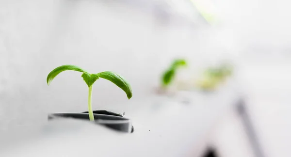 Hydrocultuur methode voor het kweken van planten. Groenten hydrocultuur boerderij — Stockfoto