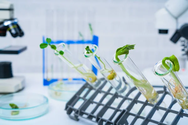 Ecologie laboratorium verkennen van nieuwe methoden van de plantenveredeling — Stockfoto