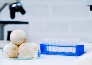 Kimyasal laboratuvar besin kaynağı. Gıda laboratuvar, dna
