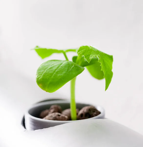 Fazenda hidropônica de verduras. Método hidropônico da planta em crescimento — Fotografia de Stock