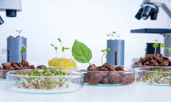 Gemüseanbau. Hydroponik-Methode zum Anbau von Pflanzen — Stockfoto