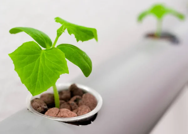 Vegetables hydroponics farm. Hydroponics method of growing plant