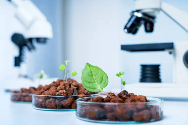 Vegetables hydroponics farm. Hydroponics method of growing plant — Stock Photo, Image