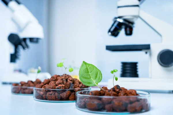 Groenten hydrocultuur boerderij. Hydroponics methode voor het kweken van planten — Stockfoto