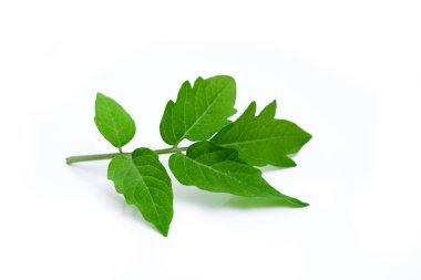 Domates yaprakları Nın Dalı beyaza