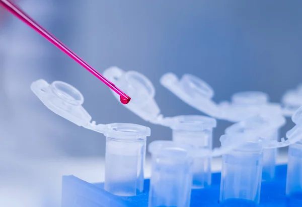 식품 품질의 실험실. 유전자 검사를 위한 세포 배양 분석 — 스톡 사진