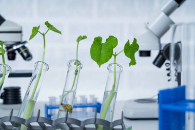 Genetik olarak modifiye edilmiş bitki test edildi. Ekoloji laboratuvarında yeni bitki yetiştirme yöntemleri araştırılıyor.