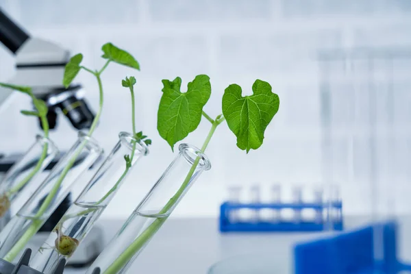 Genetically modified plant tested .Ecology laboratory exploring new methods of plant breeding