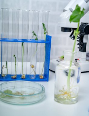 Genetik olarak modifiye edilmiş bitki test edildi. Ekoloji laboratuvarında yeni bitki yetiştirme yöntemleri araştırılıyor..