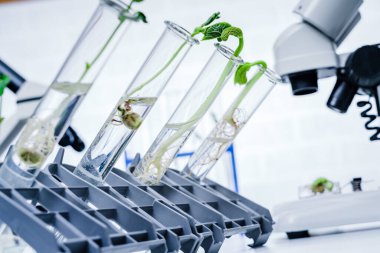 Genetik olarak modifiye edilmiş bitki test edildi. Ekoloji laboratuvarında yeni bitki yetiştirme yöntemleri araştırılıyor..