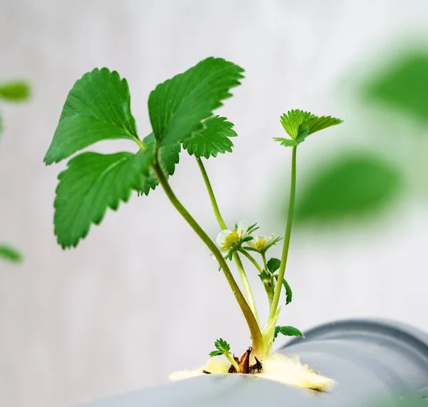 Hydroponics Reihe Plantage Die Hydroponische Erdbeere Bauernhof — Stockfoto