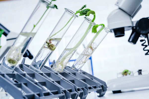 Genetisch Gemodificeerde Plant Getest Ecologie Laboratorium Verkennen Van Nieuwe Methoden — Stockfoto