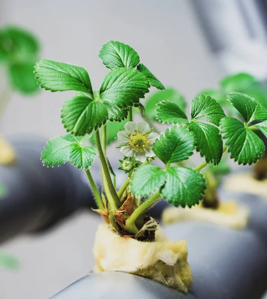 Hydrocultuur Rij Plantage Hydrocultuur Aardbei Landbouwbedrijf — Stockfoto