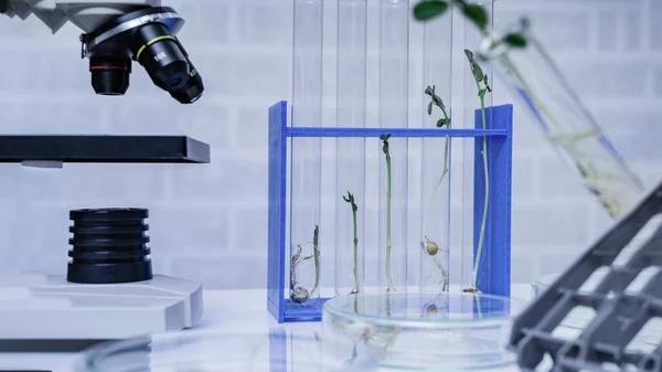 Genetikailag Módosított Növény Ökológiai Laboratórium Amely Növénynemesítés Módszereit Vizsgálja — Stock Fotó