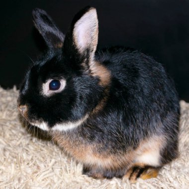 Mavi gözlü gri dumanlı Paskalya tavşanı oturuyor.