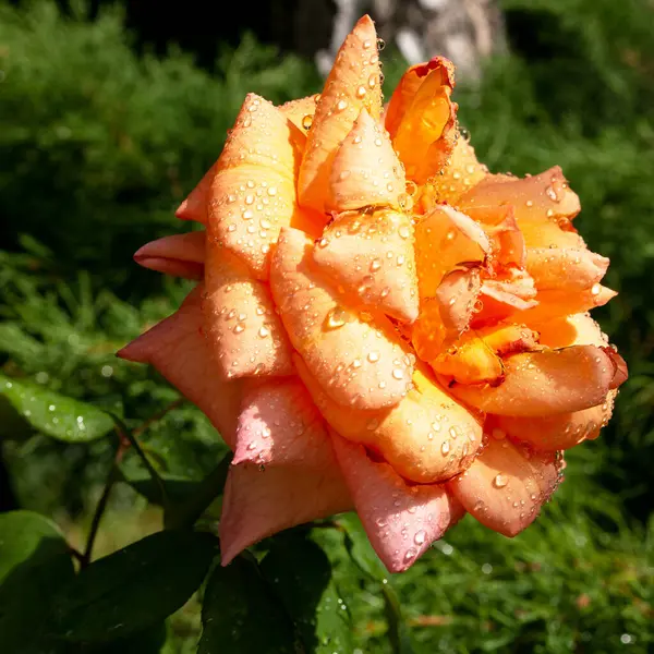 Piękna Kropla Wody Kolorowe Róże Super Makro — Zdjęcie stockowe