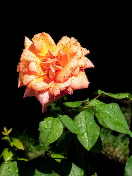 Piękna Kropla Wody Kolorowe Róże Super Makro — Zdjęcie stockowe