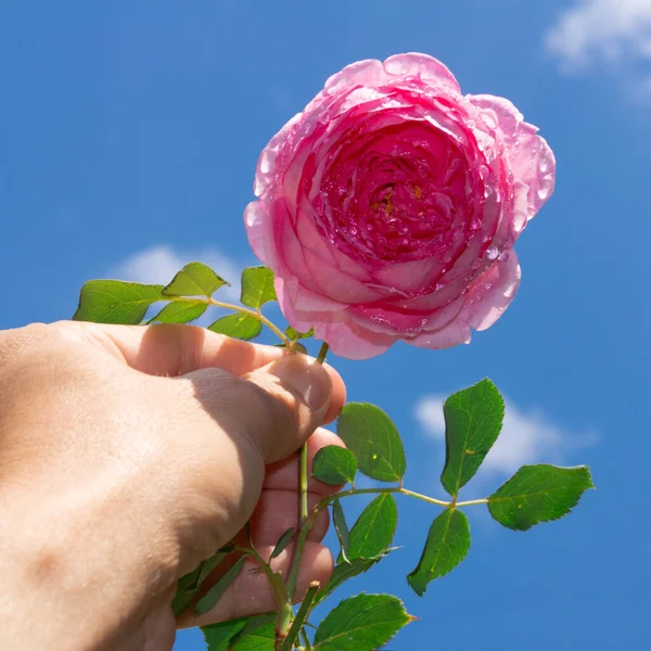 Man hand is holding pink rose. Blue heaven background 2