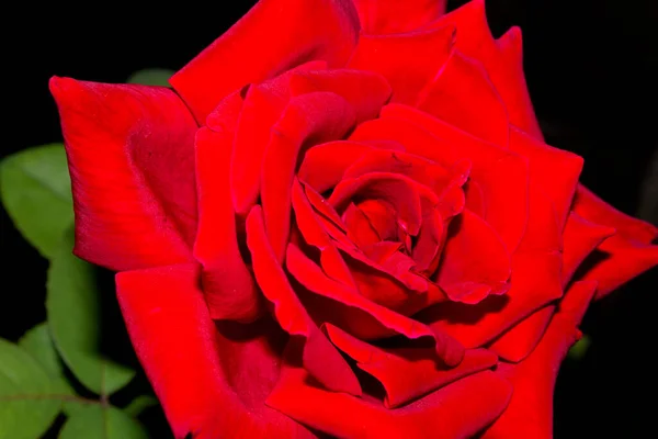 Róża Ciemnym Tle Element Projektu — Zdjęcie stockowe
