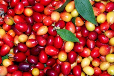 Beyaz arka planda izole edilmiş taze bir kızılcık ağacı. yeşil yapraklar