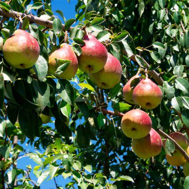 Lezzetli ve olgun armutlar mavi gökyüzüne karşı ağaç dalında.