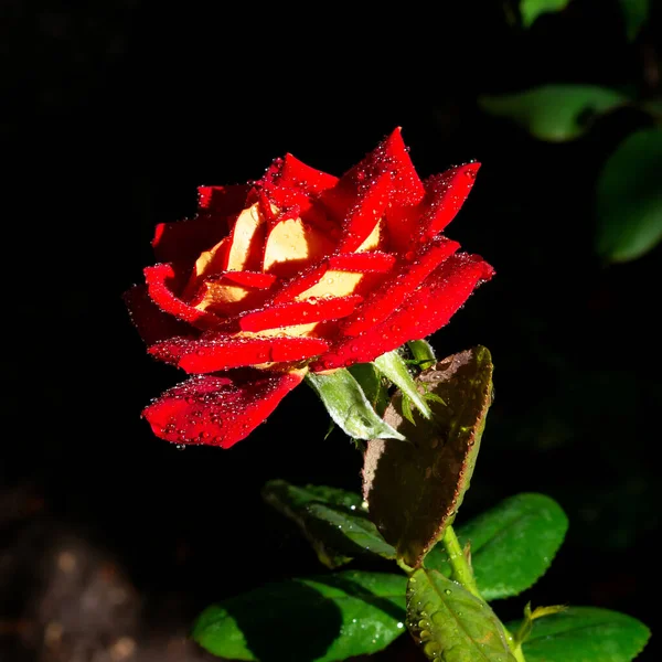 Czerwono Żółta Róża Zbliżenie Kropli Wody — Zdjęcie stockowe