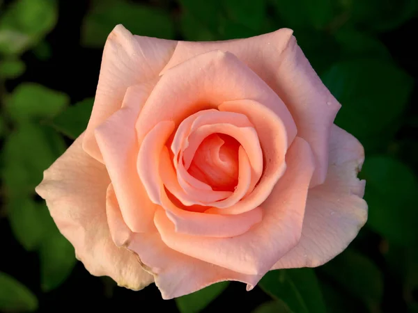 Piękny Różowy Róża Zbliżenie Wody Krople — Zdjęcie stockowe
