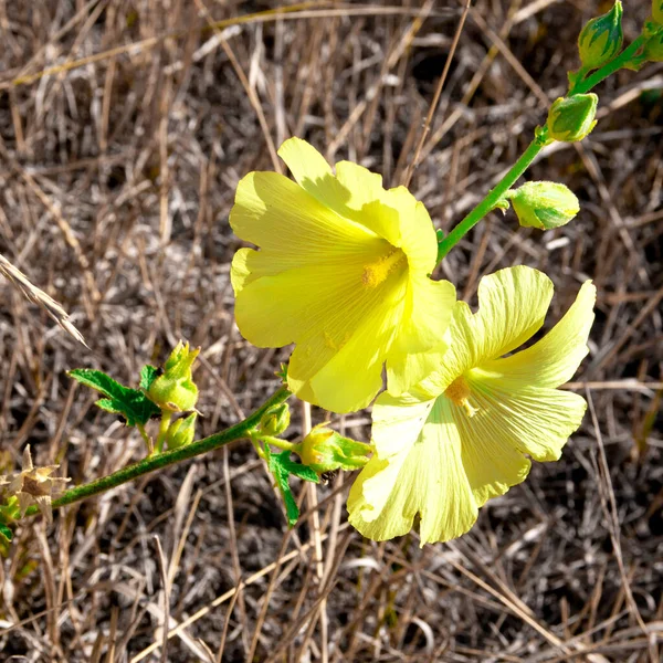 Kuru otlar ve yapraklar arasında yetişen sarı yaka çiçekleri.