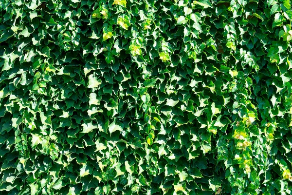 Szőlő Elhagyja Falat Zöld Háttér Textúra — Stock Fotó
