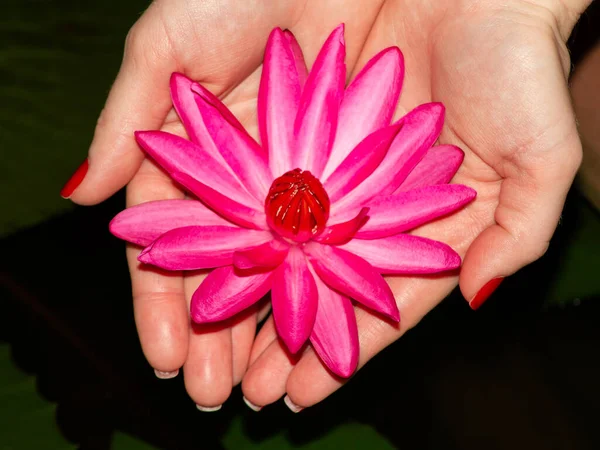 Vrouw Houdt Palmen Rode Roze Bloemen Doe Dicht — Stockfoto