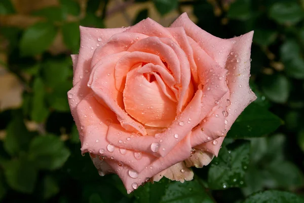 Zbliżenie Piękna Róża Kroplami Wody Roślinę — Zdjęcie stockowe