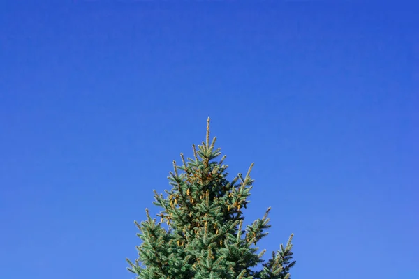 Kerstkaart Dennen Met Kegels Tegen Blauwe Lucht — Stockfoto